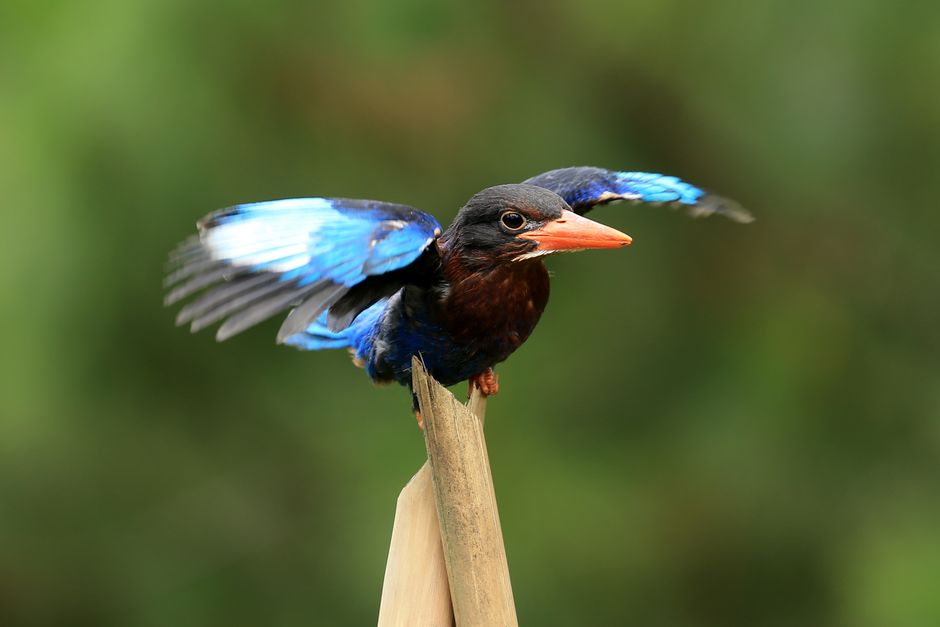 Close-up of a vibrant blue kingfisher taking off from a perch, set against a blurred green background.