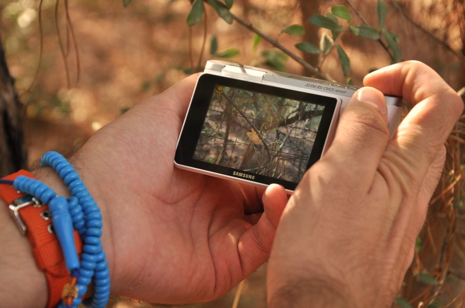 Person capturing nature photography with a digital camera in the forest.